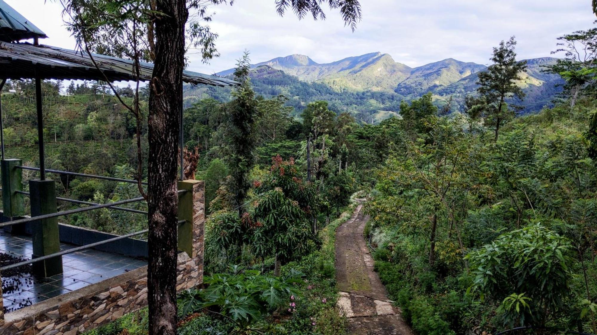 Rohana Estate Lodging & Camping แคนดี้ ภายนอก รูปภาพ